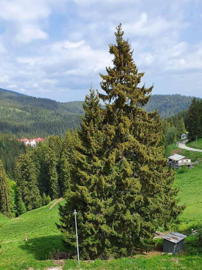 Apartment 428A in Hotel Snezhanka, Pamporovo Buitenkant foto